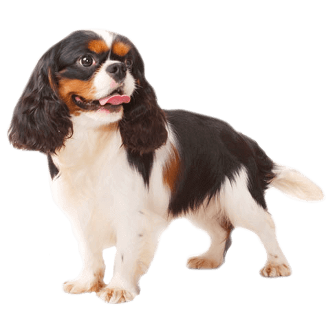 cavalier king charles spaniel mixed with cocker spaniel