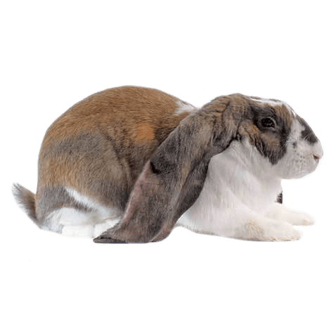 English Lop Rabbit Health Facts by Petplan