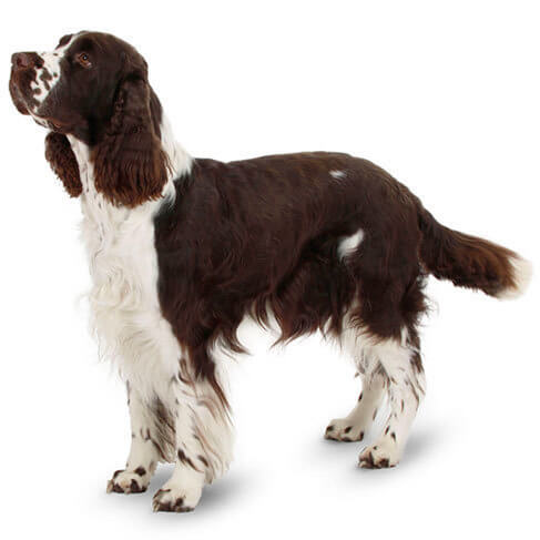 english springer spaniel mass