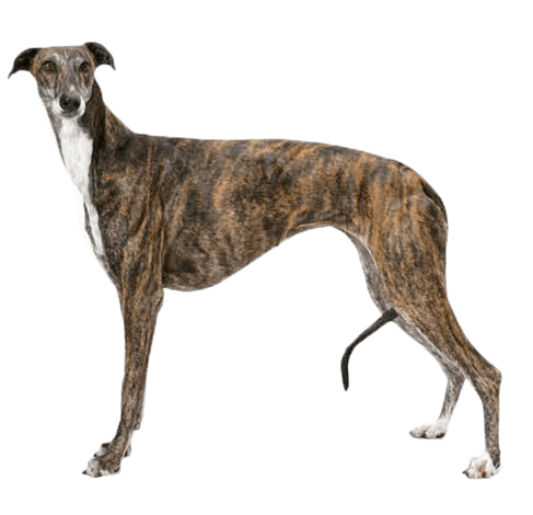at what age is a sighthound full grown