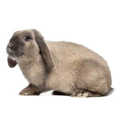 dutch lop rabbit