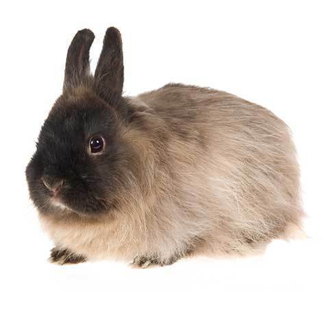 jersey wool rabbit