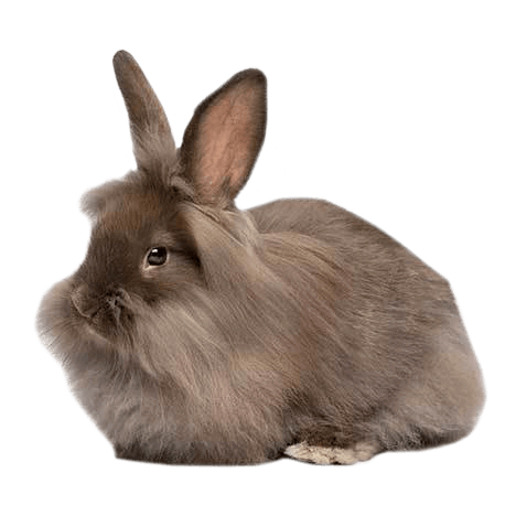 lionhead rabbit