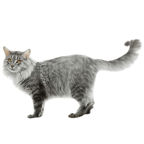 IV. Reasons for Hair Loss in Maine Coon Cats