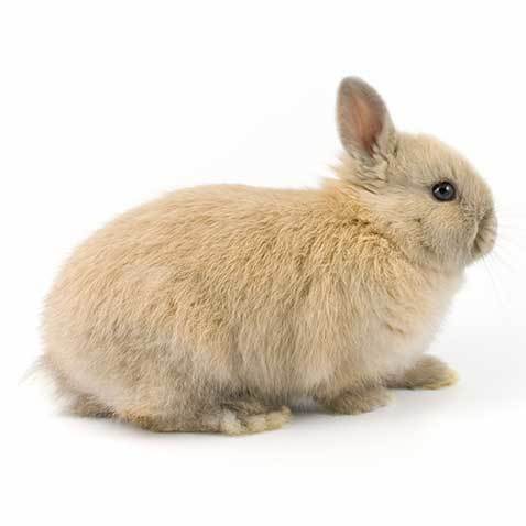 Netherland Dwarf Rabbit Health Facts By Petplan Petplan