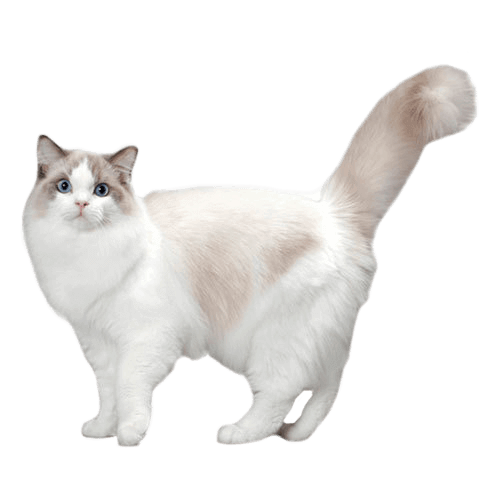III. Factors to Consider Before Getting a Companion for Your Ragdoll Cat