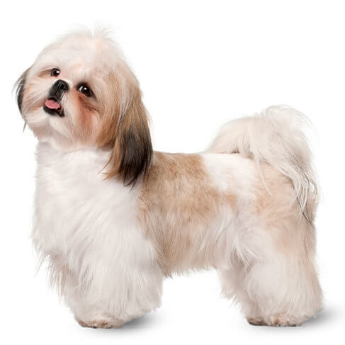 best dog clippers for shih tzu uk