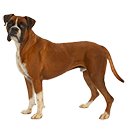 boxer lifespan with enlarged heart