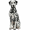 Dalmatian