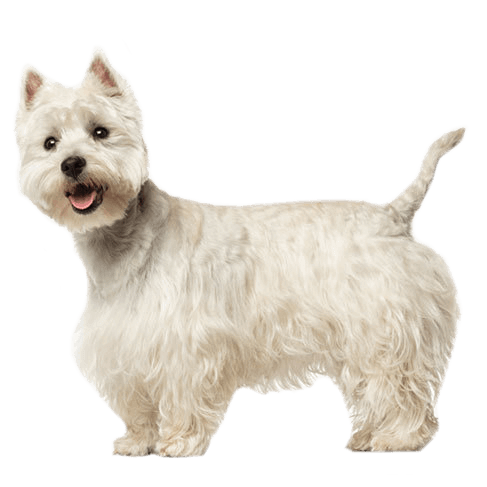 Westhighland White Terrier 