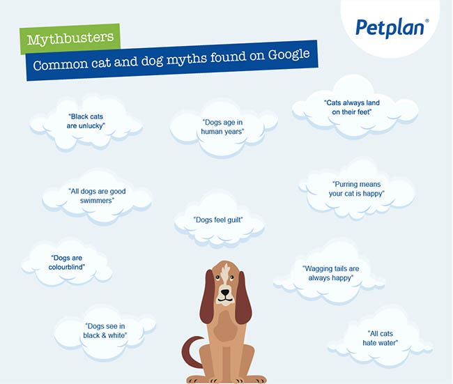 Popular pet myths based on Google search queries