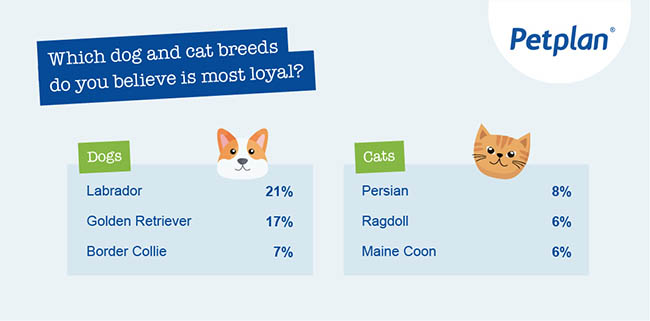 Top dog and cat breeds that people believe are most loyal