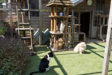 Outdoor cat 2025 play area