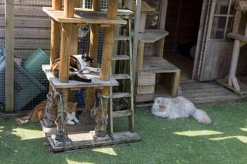 Outdoor cat sale play area