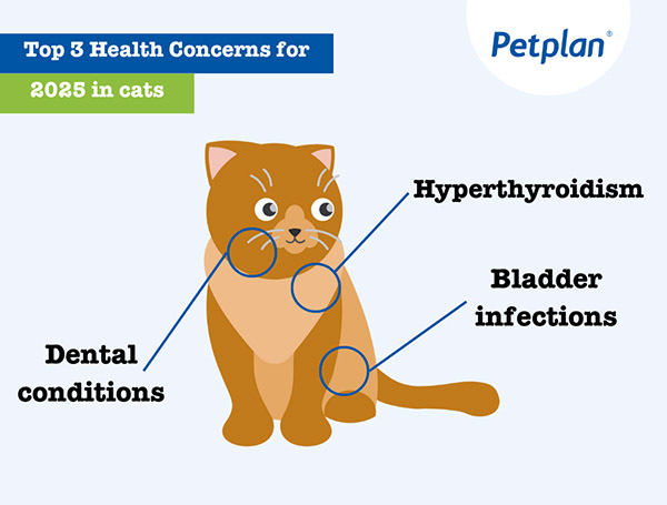 top 3 cat health concerns in 2025