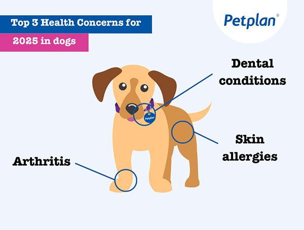 top 3 dog health concerns in 2025