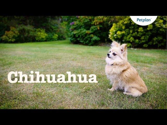 can chihuahuas be left home alone