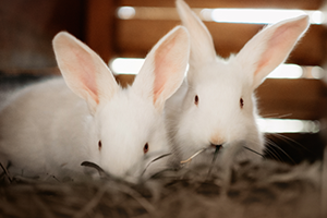 Jersey Wooly Rabbit Health Facts by Petplan