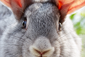 Bunny Eye Care: Everything You Need To Know
