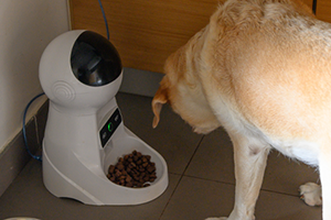 5 top gadgets for dog owners | Petplan