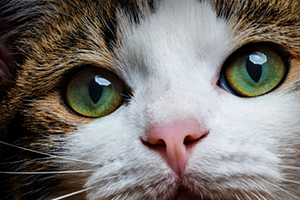 Cat eye problems: an owner's guide