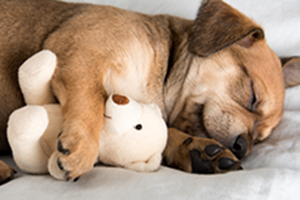 All About Toy Safety and Your New Puppy – Cooper Pet Care