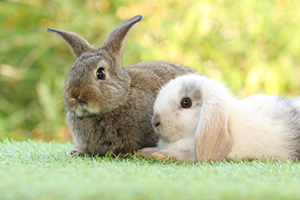 Jersey Wooly Rabbit Health Facts by Petplan