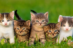 How to choose a kitten from a litter | Petplan