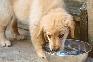 kennel cough golfen retriever died｜TikTok Search