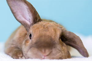 Rabbit care tips for healthy eyes