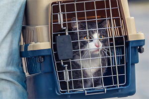 The Ultimate Guide to the Best Cat Carrier for Travel