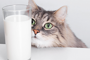 Cats hotsell have milk