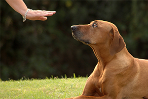 are deaf dogs quiet