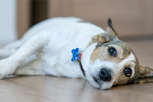 Essential first aid for your dog | Petplan