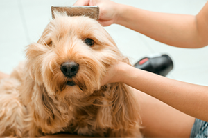 Brushing store a cockapoo