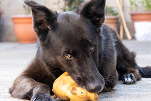 Resource Guarding In Dogs: How To Spot It And Stop It | Petplan