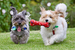 2x Creative Dog Carrot Plush Toy Iq Toy Pet Interaction For Dogs Cats Pull  The Carrot Stuffed Toy