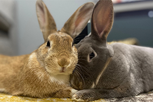Rabbit ear mites and infections