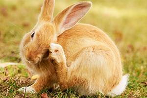 3 Ways to Treat Ear Mites in Rabbits - wikiHow