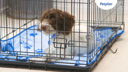 puppy crate time