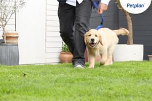 how do you train a puppy to lead in the uk