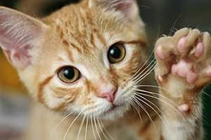 3 Tricks To During Kitten Training Petplan