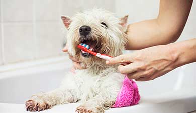 Puppy Teeth and Dental Care Guide - Puppy dental care | Petplan