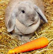 Clean homes - How often to clean rabbit cage | Petplan