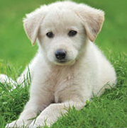 Puppy Vaccination Guide | Petplan