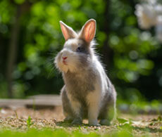 Keeping rabbits shop outside in summer