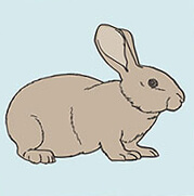 Rabbit Weight Issues - How much should my rabbit weigh | Petplan