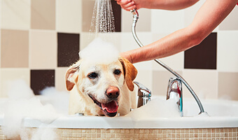 can over bathing cause dry skin on dogs