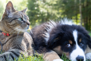 Pet Care Advice From The Experts Petplan