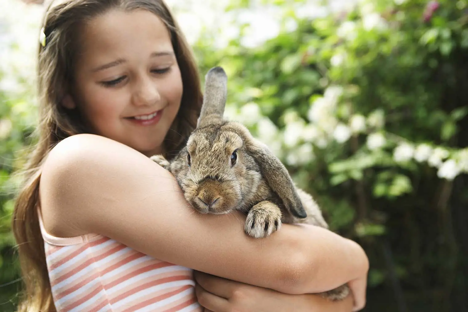 A Guide to Rabbit Pregnancy | Petplan